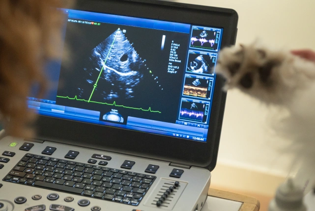 Veterinary echocardiogram cardiac ultrasound dog Hudson Highlands Vet Hopewell Junction