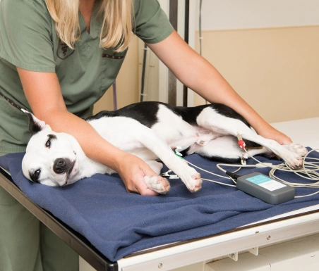 State-of-the-art cardiac diagnostic equipment Hudson Highlands Veterinary Medical Group