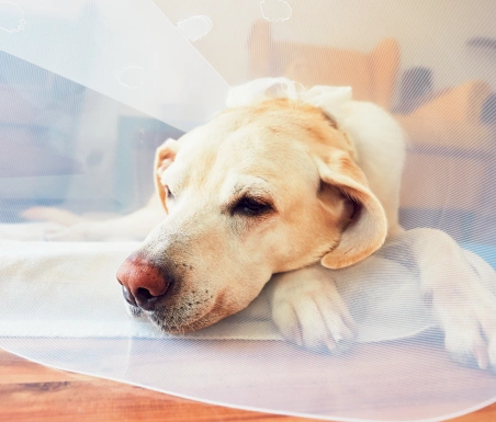 Veterinary soft tissue surgical suite Hudson Highlands Veterinary Medical Group Hopewell Junction