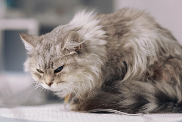 Cat recovering after soft tissue surgery at Hudson Highlands Vet Dutchess County NY