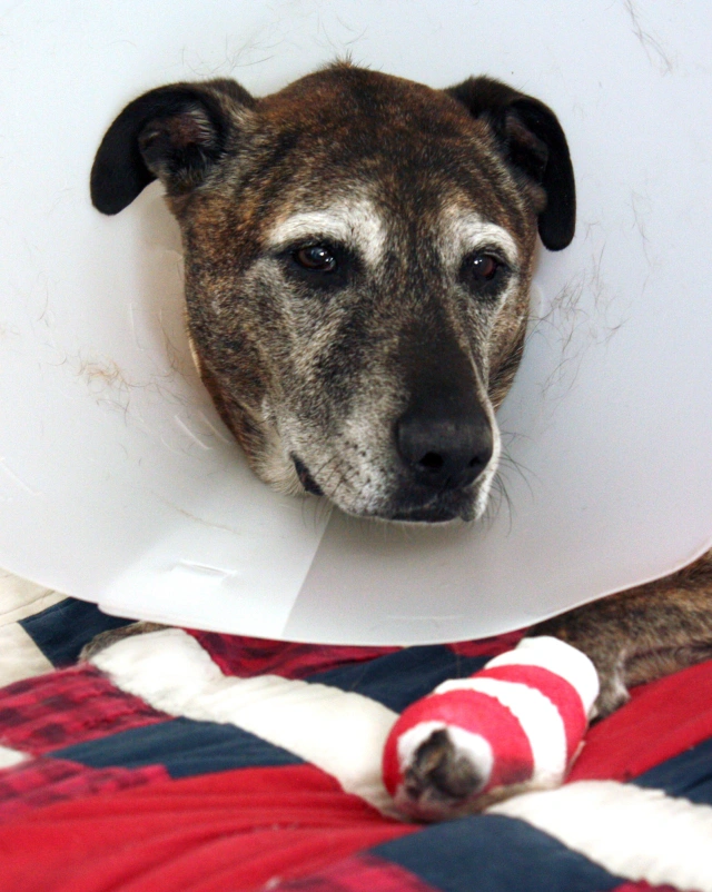 Dog recovering after TPLO surgery at Hudson Highlands Vet Hopewell Junction NY