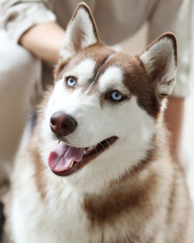 When Your Dog Needs More than Basic Care