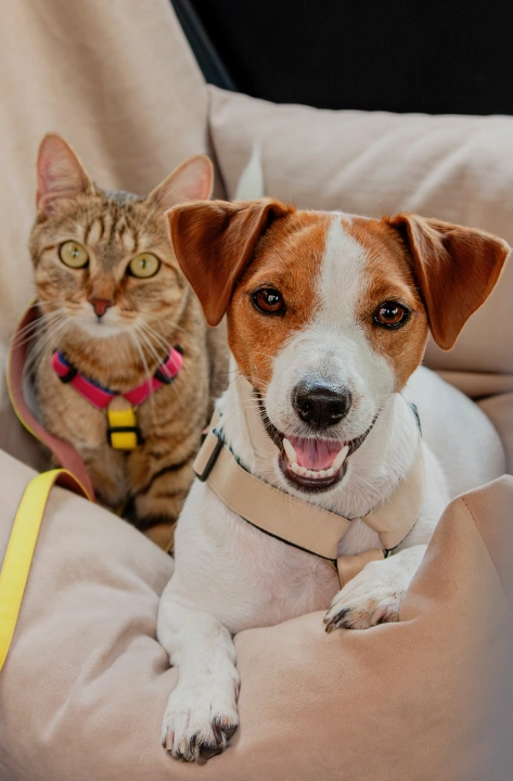 A tabby cat in a colorful harness and a smiling brown and white Jack Russell Terrier sitting together on a cushioned seat