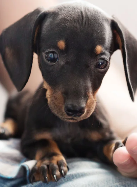 urgent pet care